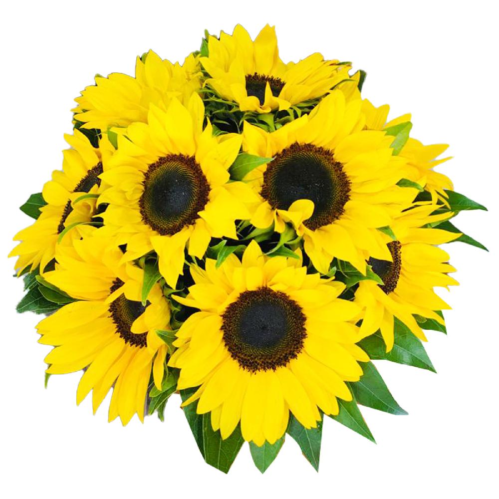 Caja de Girasoles